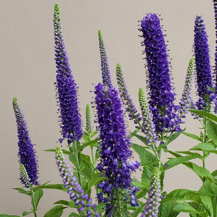 Veronica (Veronica spp.) for planting in cottage garden