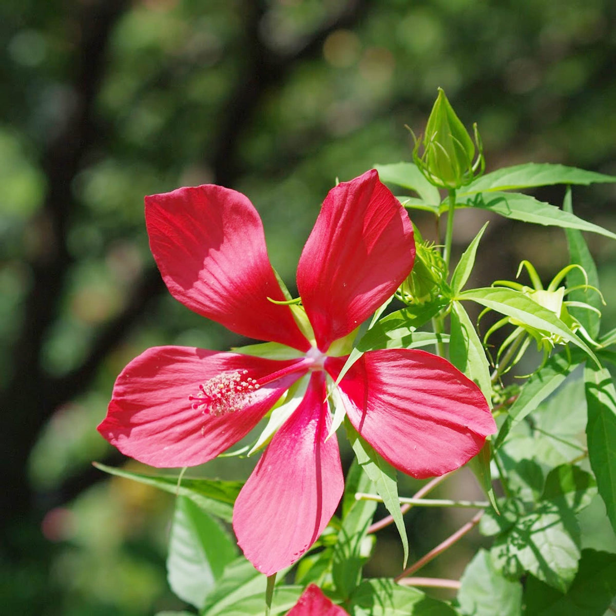 Aquilegia Flower ��������� Aquilegia spp. ��������� for planting in red green garden