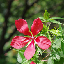 Aquilegia Flower ��������� Aquilegia spp. ��������� for planting in red green garden