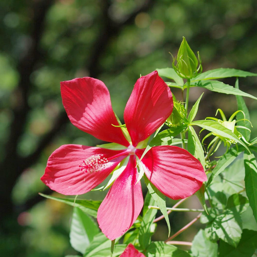 Aquilegia Flower ��������� Aquilegia spp. ��������� for planting in red green garden