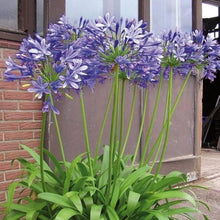 Queen Anne Agapanthus Seeds for gardeners building out beds and borders