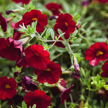 Petunia Storm Red Seeds for gardeners building out beds and borders