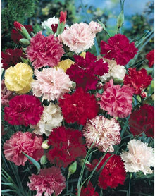 Rose Dianthus Carnation Seeds for a lasting display in the Garden Borders Urban Spaces