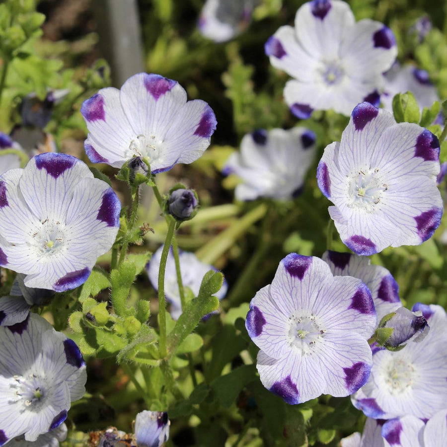 Cinque Spot Nemophila Seeds â€“ Dainty Blue-White Flowers for Borders & Pots