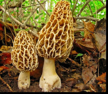 Germination Seeds, Morel Mushroom Spores, Spore Seed Growing Kit to Make Girls Gourmet  Ornamental Garden Plant for Home Gardening