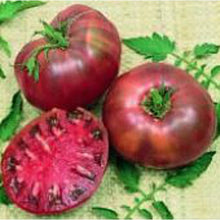 Purple Seeds (Calabash tomato) for growers stocking a kitchen garden