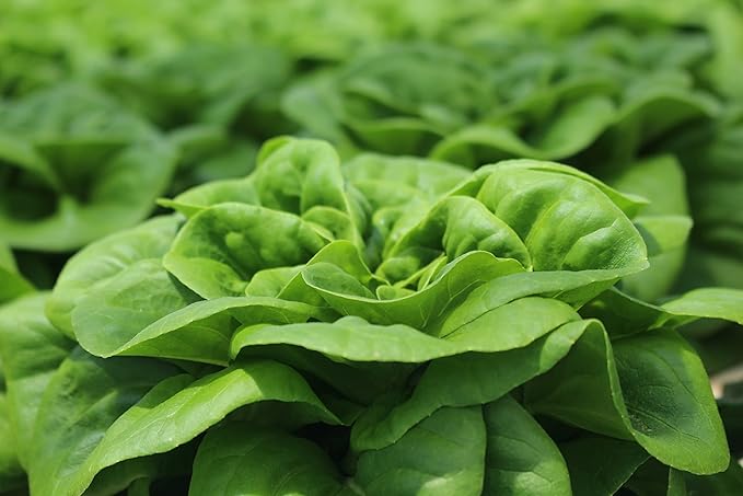 Euro lettuce Lactuca Sativa seeds for flower bed planting