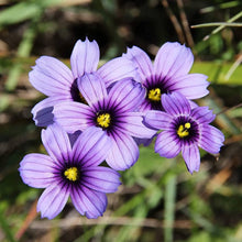 Sisyrinchium Bellum Seeds for a bright addition to the Flower Bed