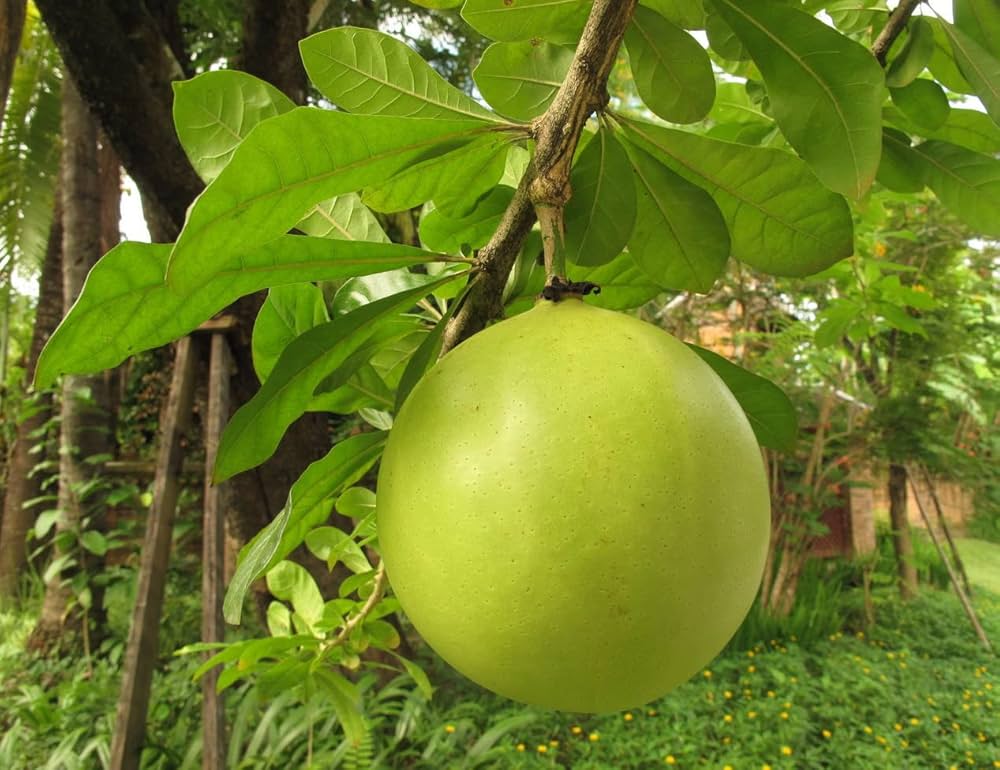Calabash Tree Seeds