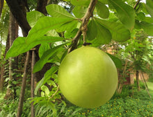 Calabash Tree Seeds