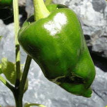 Pepper Capsicum Annuum Organic Open Pollinated Diamond Seeds for growers stocking a kitchen garden