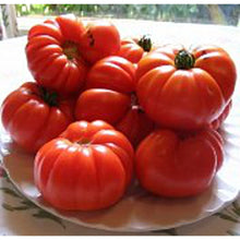 Aussie Tomato Paste Seeds for a fresh homegrown crop from the Home Vegetable Kitchen Garden