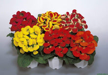 Calceolaria Slipper Flower for planting
