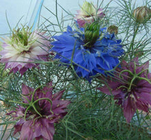 Liebe in einem Nebel Marbles Seeds for a lasting display in the Ornamental Garden