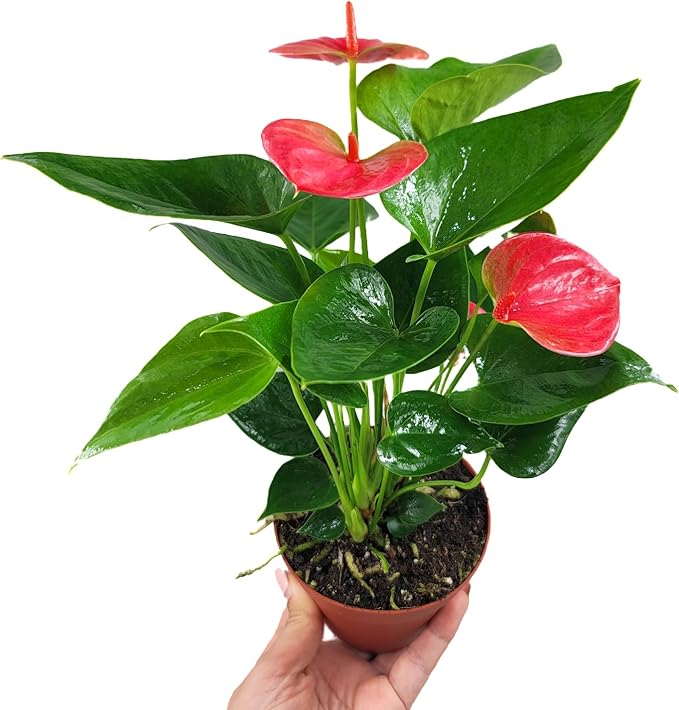 Anthurium Andraeanum Pink Rare Flower - for planting in home garden