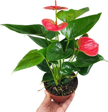 Anthurium Andraeanum Pink Rare Flower - for planting in home garden