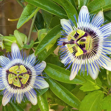 Passionflower Passiflora Incarnata flower Seeds for a bright addition to the backyard gardening and vertical garden spaces