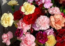 Carnation Germination Varieties Dianthus Seeds for gardeners building out beds and borders