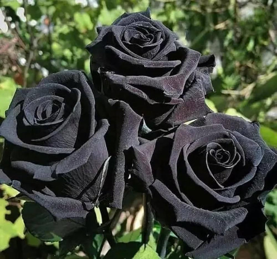 Black Bonsai Rose Rosa Hybrida flower seeds for planting in home garden bonsai displays and decorative pots - for planting in home garden