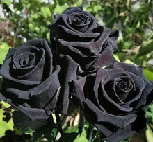 Black Rose Bonsai Seeds known for rare Black Flowers