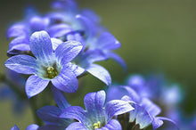 High-Quality Bonsai Plants - Largeleaf Gentian Plants for growers establishing the DIY Home Garden