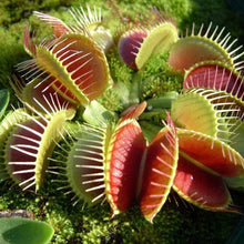Venus Fly Trap Dionaea muscipula carnivorous plant seeds for indoor pots and home garden - for planting in home garden