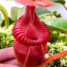Nepenthes Seeds (Nepenthes spp.) for a lasting display in the Home Garden & Flower Bed