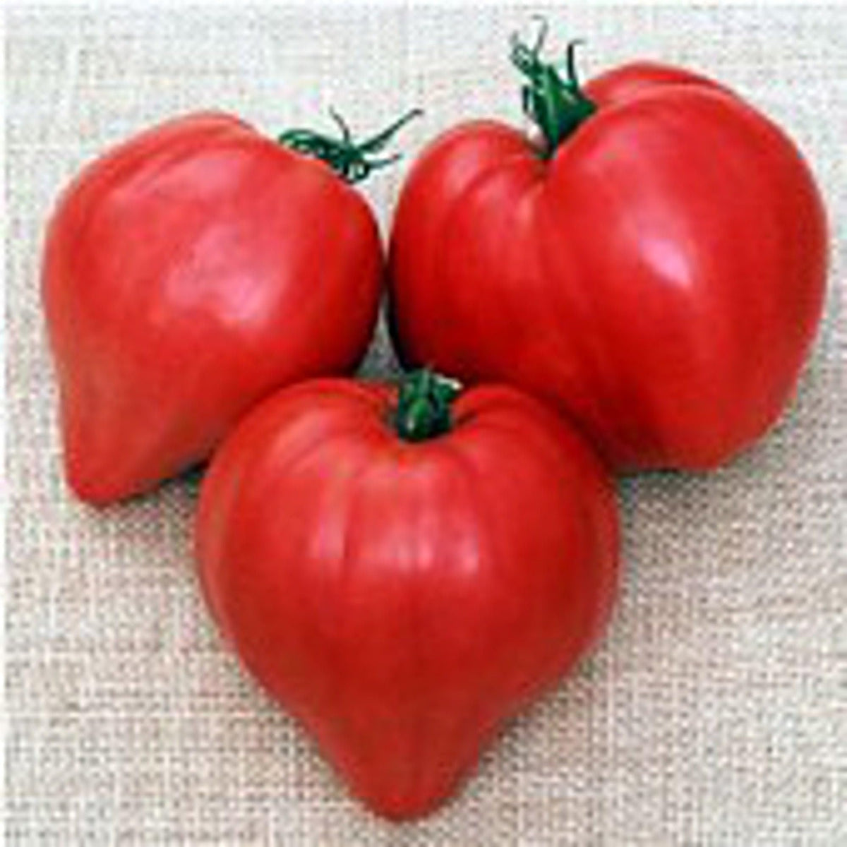 Oxheart Tomato ��������� Solanum lycopersicum ��������� for vegetable garden