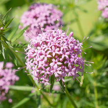 Large Crosswort Seeds (Stylosa crucianella) for growers seeking a long-blooming display