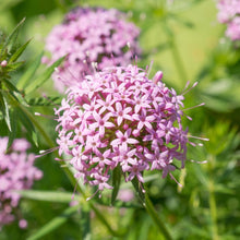 Crosswort Seeds for reliable seasonal color