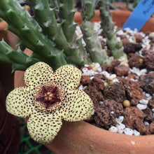 Leopard Skin Seeds (Stapelia pulchella) for seasonal color across the Rare Plant Indoor Garden