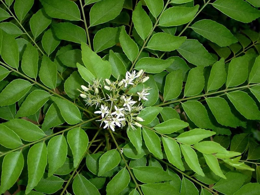 Curry Leaf Murraya Koenigii for planting in home garden