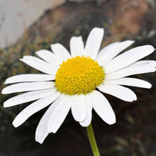 Mixed Daisy Chrysanthemum Africanum Seeds for gardeners building out beds and borders