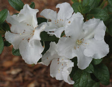 Azalea Seeds for reliable seasonal color
