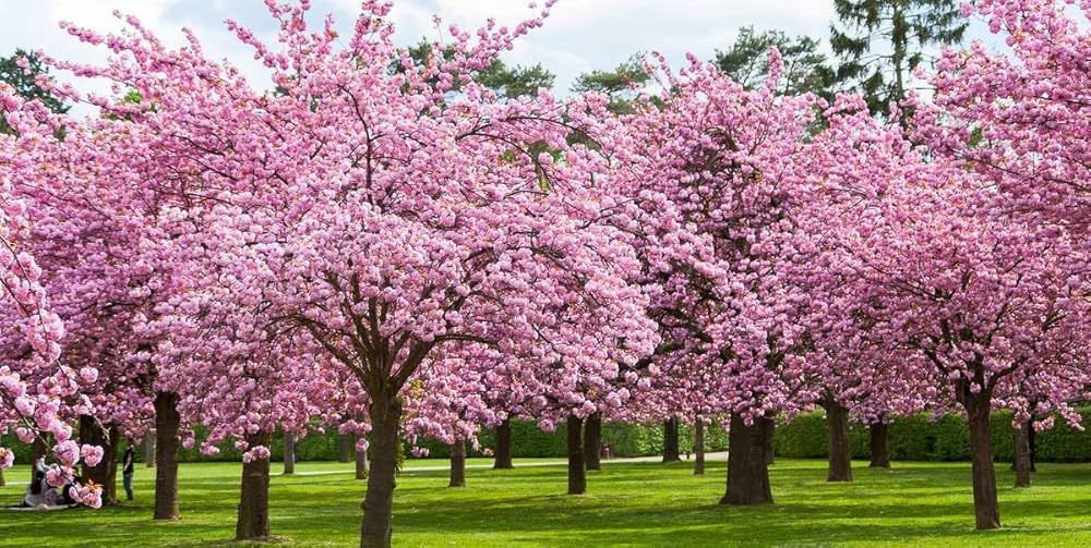 Japanese Sakura for planting in flower bed