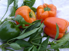 Sweet Pepper Seeds (Capsicum annuum) for a reliable harvest in the Orange Variety in Kitchen Garden