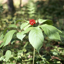 Ginseng Flower Nsutite Grass Seeds known for home Bonsai