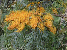 Grevillea Seeds (Grevillea spp.) for growers filling out the Native Australian Garden