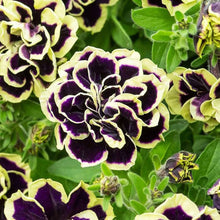 Black Petunia Seeds for reliable seasonal color
