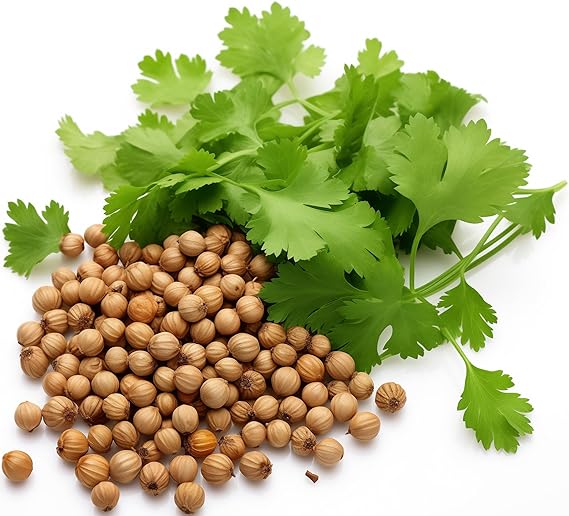 Coriander Coriandrum Sativum for planting in herb garden