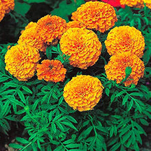 Marigold Tagetes Seeds for reliable seasonal color