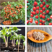 Tomato Seeds for productive rows in the Garden & Year-Round Sowing