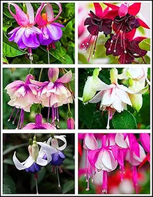Fuchsia Fuchsia Hybrida Flower Seeds for Planting – Colorful Blooms for Hanging Baskets and Garden Pots
