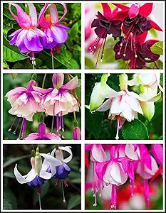 Fuchsia Flower Seeds for DIY Potted Flowers and Bell-Shaped Blooms