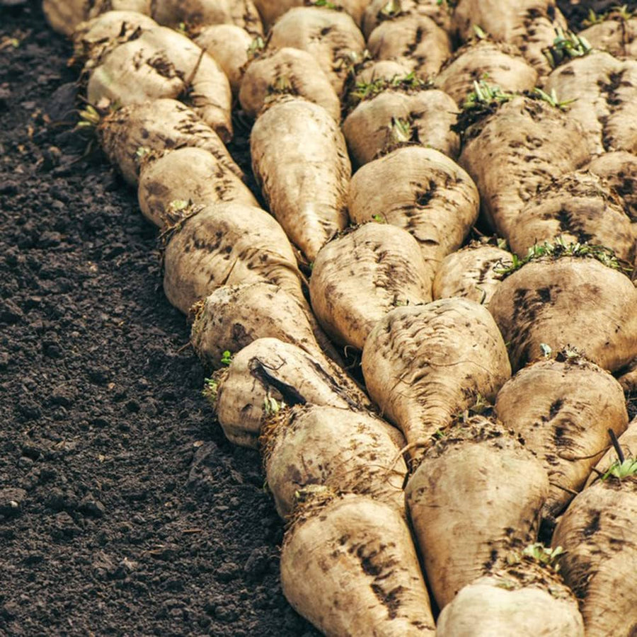 White (Sugar Beet Seeds – High-Yield Root Vegetable for Sweetener or Feed) for planting in garden