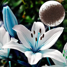 Blue Heart Lily Seeds for gardeners building out beds and borders