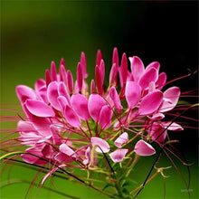 Cleome Queen Seeds known for vibrant Cleome Blooms