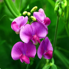 Perennial Sweet Pea Seeds (Lathyrus latifolius) for a fresh homegrown crop from the flower beds and trellises