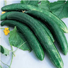 Plant Seeds (Burpless cucumber) for a fresh homegrown crop from the kitchen garden or balcony grow boxes