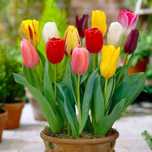 Tulip Seeds (Tulipa gesneriana) for a bright addition to the home garden and container beds